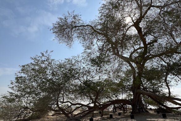 Tree Of Life Bahrain - SillySuitcase