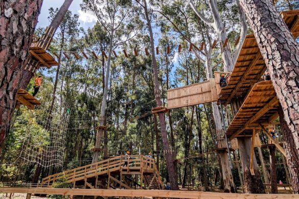 Treeclimb Kuitpo Forest - SillySuitcase