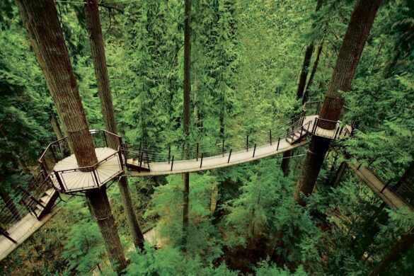 Treetops Adventure - SillySuitcase