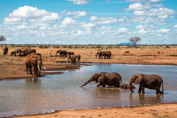Tsavo East National Park - SillySuitcase