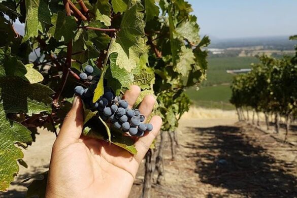 Valparaiso Wine Tours - SillySuitcase