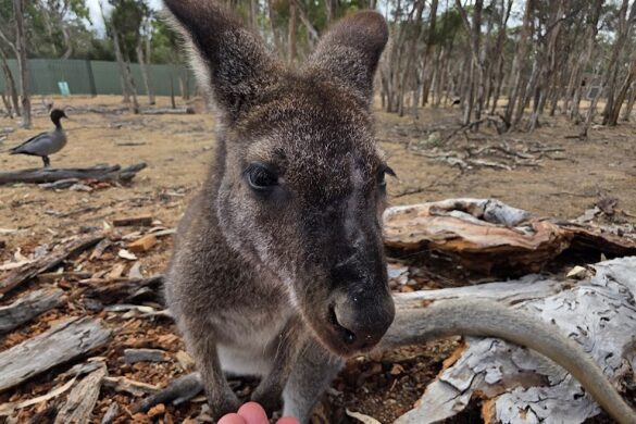 Welcome To Travel Melbourne - SillySuitcase