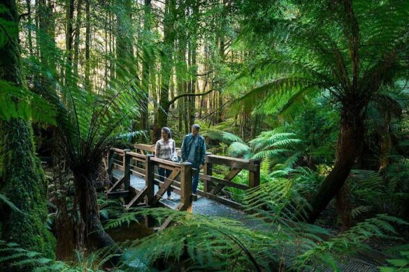 Yarra Ranges National Park - SillySuitcase