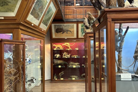 Zoological Museum - SillySuitcase