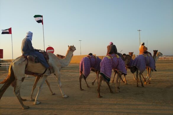 Al Wathba Camel Race Track Big - SillySuitcase