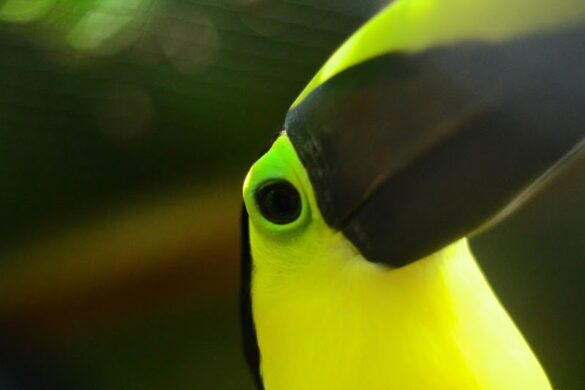 Aviario Nacional De Colombia - SillySuitcase