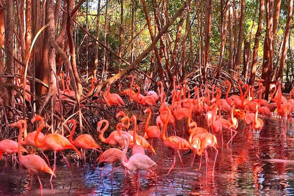 Aviario Nacional De Colombia - SillySuitcase