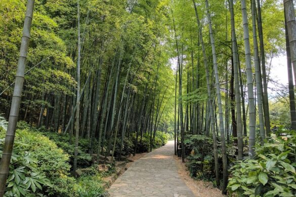 Bamboo Sea Scenic Spot - SillySuitcase