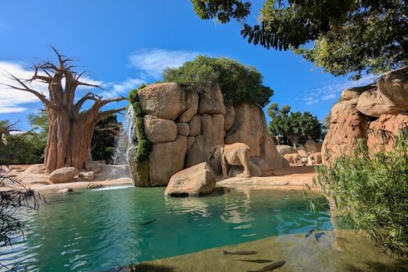 Bioparc Valencia - SillySuitcase