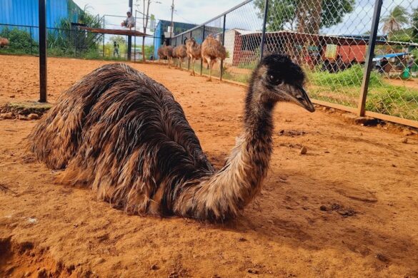 Birds Of Paradise Foundation Ngo - SillySuitcase
