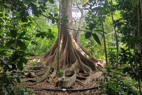 Cartagena Botanical Garden Guillermo Pi Eres - SillySuitcase