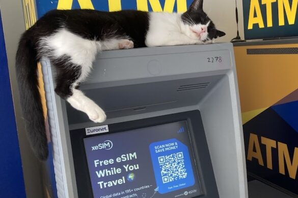 Cat Tom - SillySuitcase
