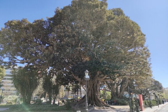 Conjunto De Ficus Monumentales - SillySuitcase
