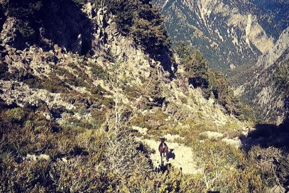 Cretan Wild - SillySuitcase