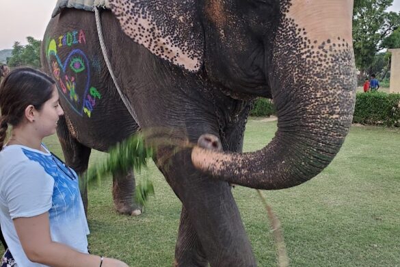Eleday Elephant Activities In Jaipur - SillySuitcase
