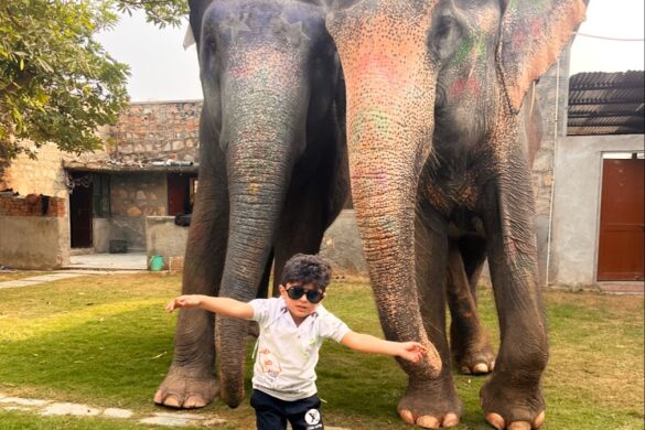 Elephant Fun Park Elephant Sanctuary Office - SillySuitcase
