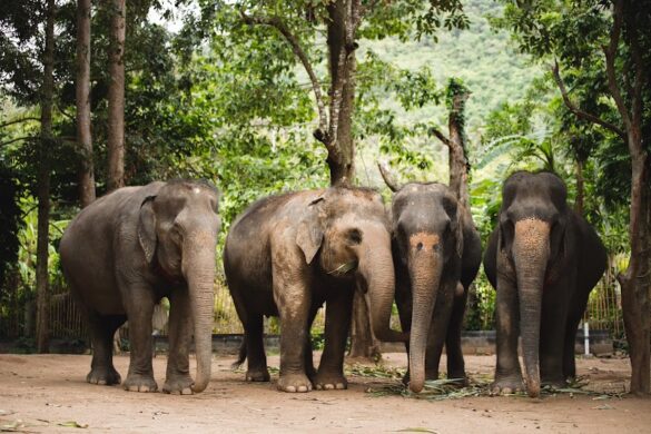 Elephant Jungle Sanctuary Phuket - SillySuitcase