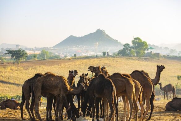 Jaipur Sightseeing Tours The Rustic Paths - SillySuitcase