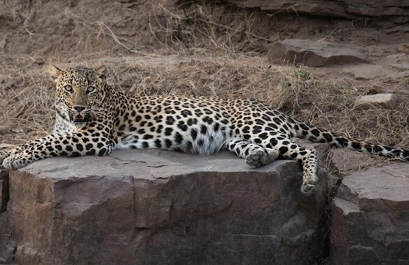 Jhalana Leopard Safari Park - SillySuitcase