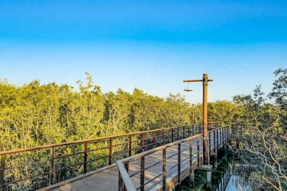 Jubail Mangrove Park - SillySuitcase