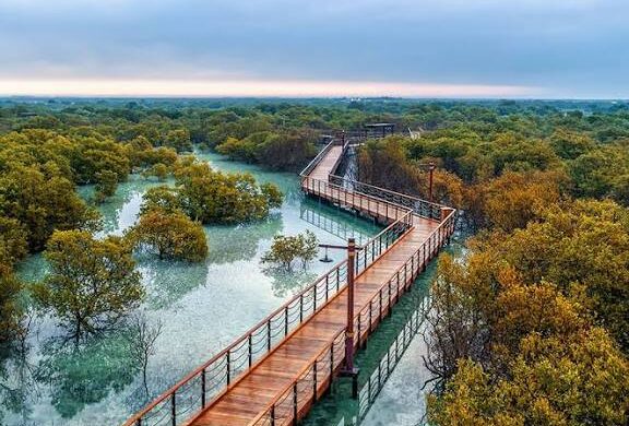 Jubail Mangrove Walking Park - SillySuitcase