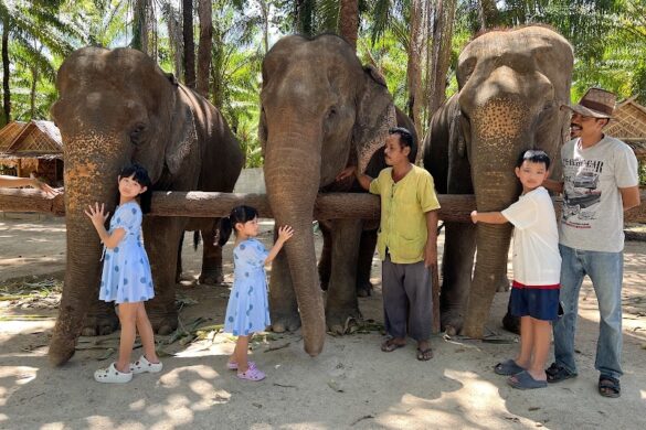 Krabi Elephant Shelter - SillySuitcase