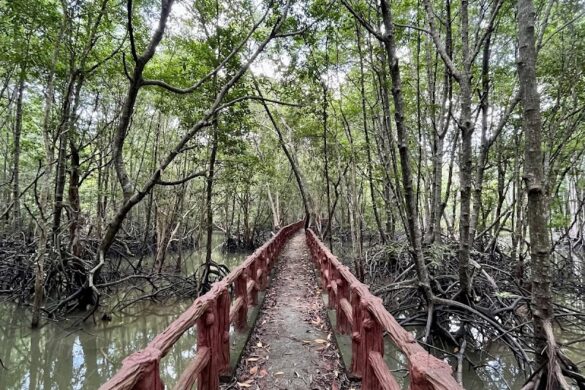 Krabi Urban Forest - SillySuitcase