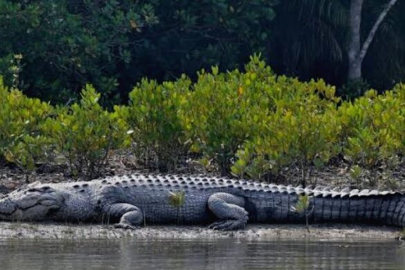 Mangrove Boating Wildlife Tour Crocodiles Birdwatching Fishing By Goasay - SillySuitcase