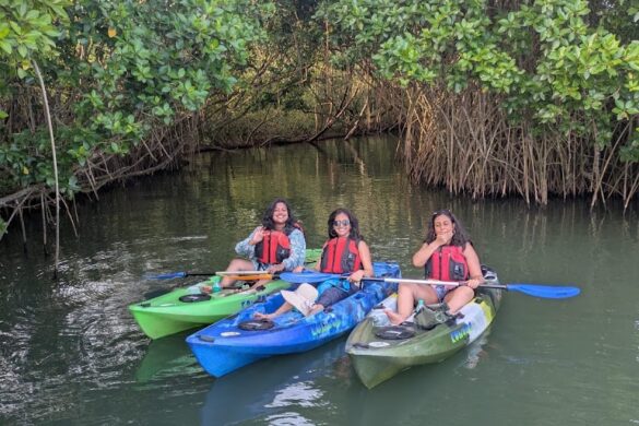 Mangrove View - SillySuitcase
