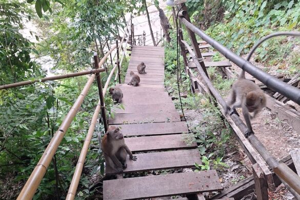 Monkey Trail Ao Nang - SillySuitcase