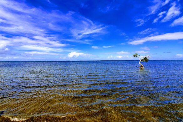 My Suva Park - SillySuitcase