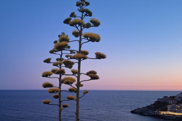 Mysterious Game Of Dubrovnik Attraction - SillySuitcase