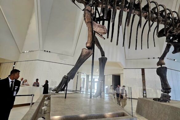 Natural History Museum Abu Dhabi - SillySuitcase