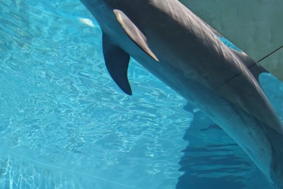Ningbo Ocean World - SillySuitcase