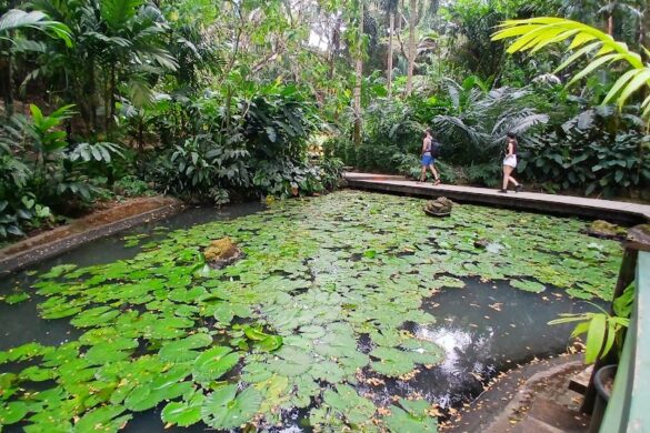 Official 100 Sabeto Hotspring And Mud Pool Attraction Site Online Tours Transfers - SillySuitcase