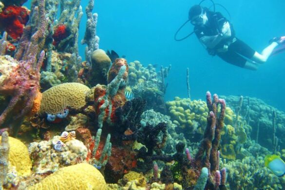 Paraiso Dive Cartagena - SillySuitcase