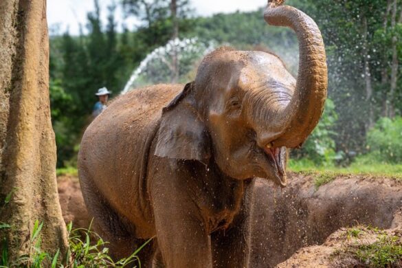Phuket Elephant Nature Reserve - SillySuitcase