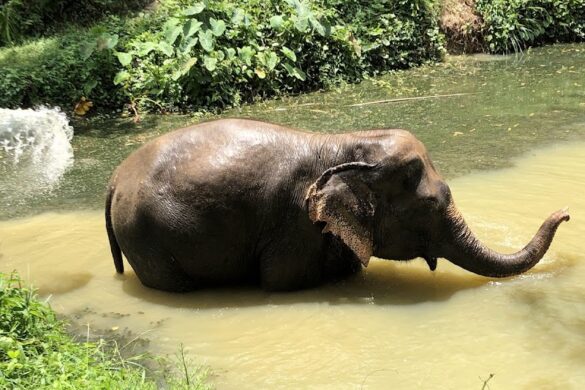 Phuket Elephant Sanctuary - SillySuitcase