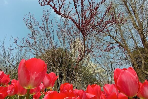 Qingdao Botanical Garden East Gate - SillySuitcase