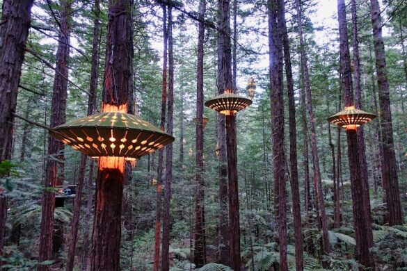 Redwoods Treewalk - SillySuitcase