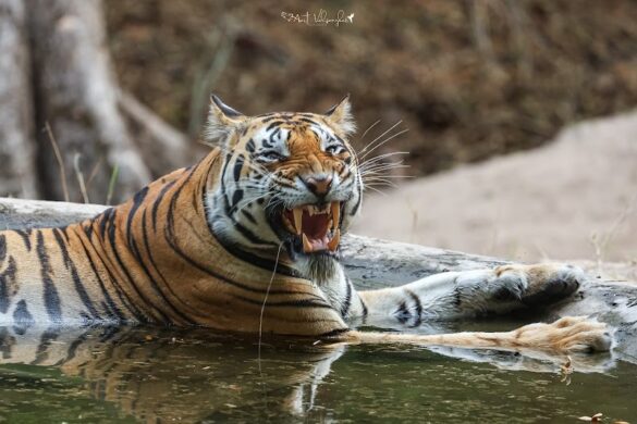 Rocks To Roars Eco Adventure Journeys - SillySuitcase