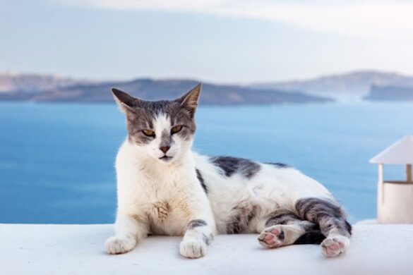 Santorini Cats - SillySuitcase