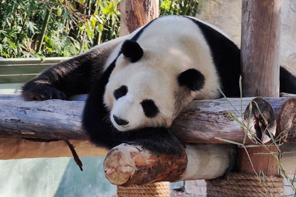 Shanghai Wild Animal Park - SillySuitcase