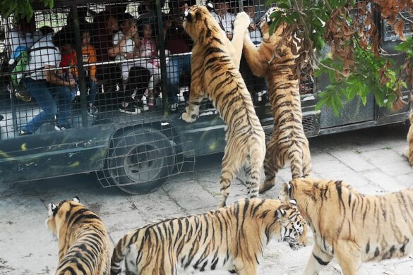 Shenzhen Safari Park - SillySuitcase