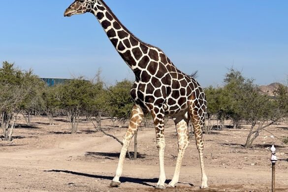 Sir Bani Yas Wildlife Park - SillySuitcase