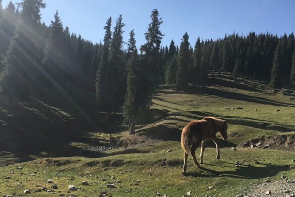 South Mountain Pasture - SillySuitcase