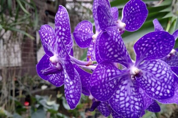 South Sea Orchids - SillySuitcase