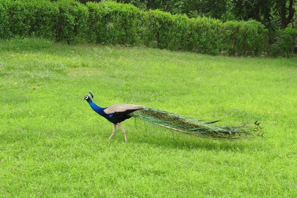 Taj Nature Walk - SillySuitcase