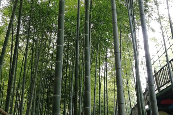 Taozu Sacred Site - SillySuitcase