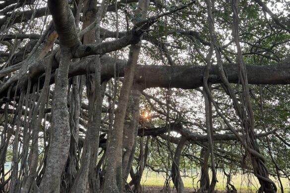 The Big Banyan - SillySuitcase